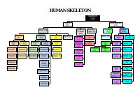 Human Skeleton NCERT Bones Chart.pdf